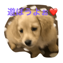 [LINEスタンプ] ミニチュアダックスのマロン