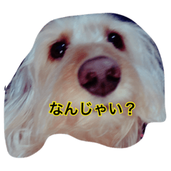 [LINEスタンプ] 可愛いわんちゃんなどの日常2