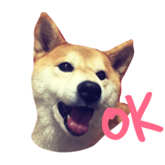 [LINEスタンプ] Shiba Inu run sticker