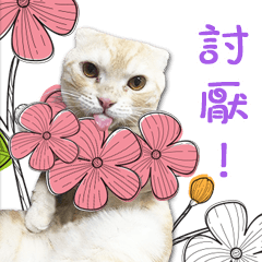[LINEスタンプ] Hang Hang ' Cute Catの画像（メイン）