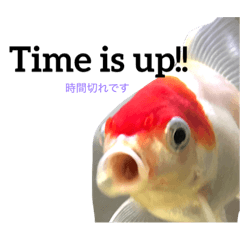 [LINEスタンプ] 金魚の丹頂ちゃんと時間