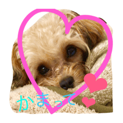 [LINEスタンプ] まりん、ちわぷー