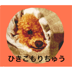[LINEスタンプ] 気まぐれトイプードル