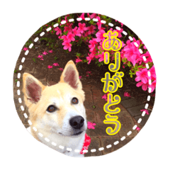 [LINEスタンプ] アル＆きなこ 1