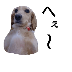 [LINEスタンプ] 我が家のデブ犬
