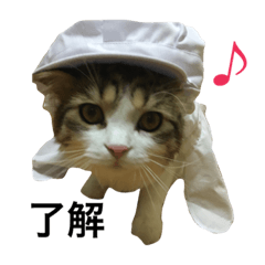 [LINEスタンプ] メインクーンのミント