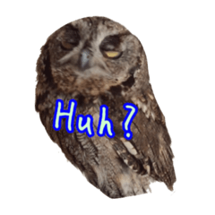 [LINEスタンプ] ふくろう ここ 3