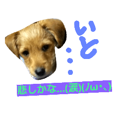 [LINEスタンプ] 片耳立ち犬 salang第3段