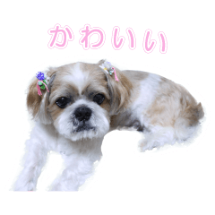 [LINEスタンプ] シーズー 愛犬の「マーチ」の画像（メイン）