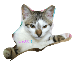 [LINEスタンプ] NEKOエモン