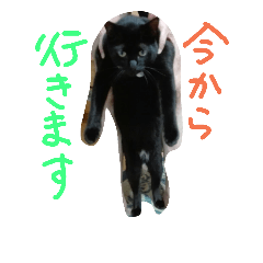 [LINEスタンプ] ろろにこにゃん