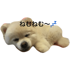 [LINEスタンプ] ポメラニアンのソラくん