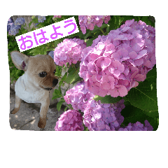 [LINEスタンプ] 私の家族のかわいい犬