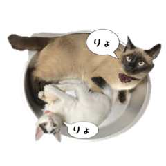 [LINEスタンプ] シャム猫あめ君と子猫のハチ君