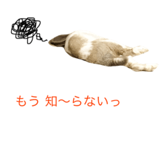 [LINEスタンプ] ごろごろうさぎのジャスパーくん