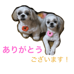 [LINEスタンプ] うちの仔スタンプ(犬)