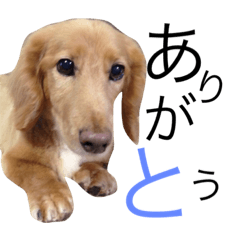 [LINEスタンプ] Tかぞく♡