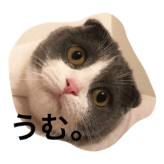 [LINEスタンプ] ねこのかずお