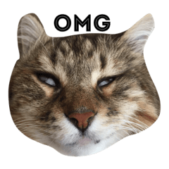 [LINEスタンプ] mycatstampcute