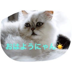 [LINEスタンプ] わがまま猫のポー君