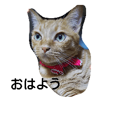 [LINEスタンプ] にゃんこ あいさつ