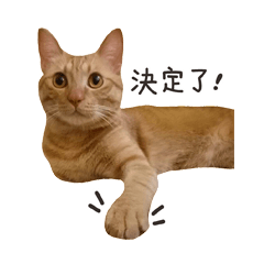 [LINEスタンプ] Curry Dessert's Cats Home - Lively Cats1