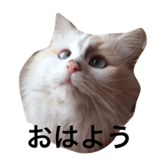 [LINEスタンプ] ひなた村のニャンコ達 基本のあいさつ