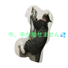 [LINEスタンプ] にゃーやん