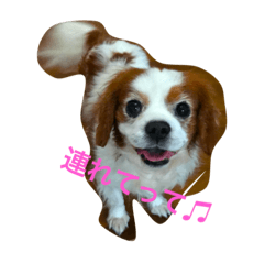 [LINEスタンプ] キャバリアのアル君