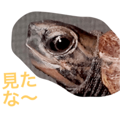 [LINEスタンプ] とんちゃんの1日