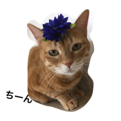 [LINEスタンプ] mycatstampwing