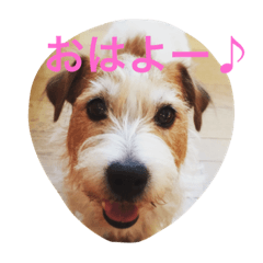 [LINEスタンプ] ☆基本ジャックラッセルテリアセット☆