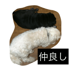 [LINEスタンプ] イヌの写真達