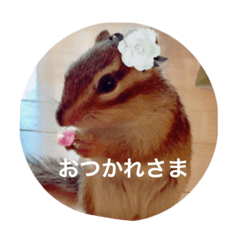 [LINEスタンプ] シマリスのチップくん