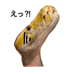 [LINEスタンプ] アクアテラスの生き物係3 ヘビさん