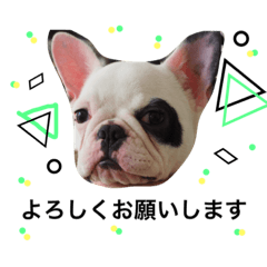 [LINEスタンプ] フレンチブルドックSofia