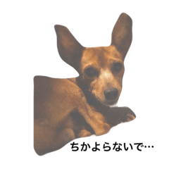 [LINEスタンプ] 友達の犬とうちの犬とらくがき...
