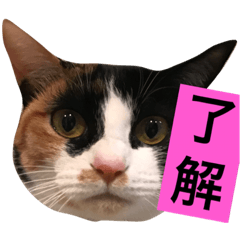 [LINEスタンプ] 菊・のり・えま