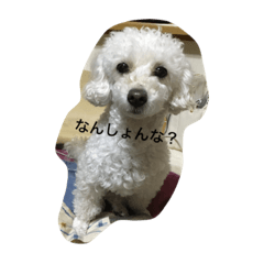 [LINEスタンプ] らんちゃん！