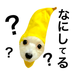 [LINEスタンプ] けりけり犬ペッシュ写真  1