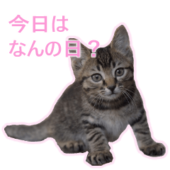 [LINEスタンプ] てんまるくんの1年