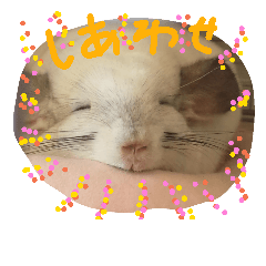[LINEスタンプ] チンチラのちろちゃん