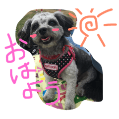 [LINEスタンプ] ミックス犬のミック