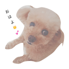 [LINEスタンプ] トイプードルのビスコちゃん❤︎