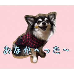 [LINEスタンプ] チワワのさーくん.