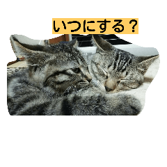 [LINEスタンプ] ねこの返事