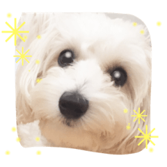 [LINEスタンプ] かるびのおへんじ