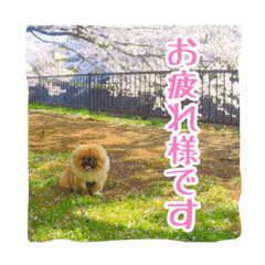 [LINEスタンプ] 愛犬ボス2