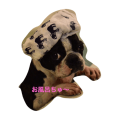 [LINEスタンプ] ボステリはなたん