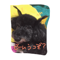 [LINEスタンプ] かしすくん。
